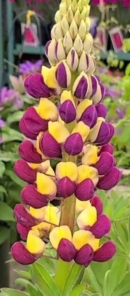 FEATURED PLANT: The Lupin(e) 85
