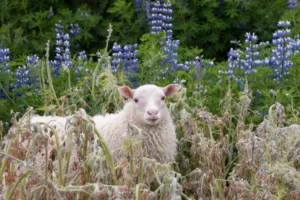 FEATURED PLANT: The Lupin(e) 68 sheep and lupines