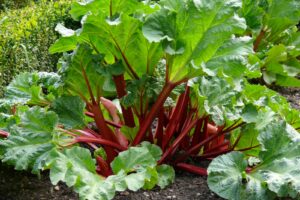 Rheum rhabarbarum Rhubarb