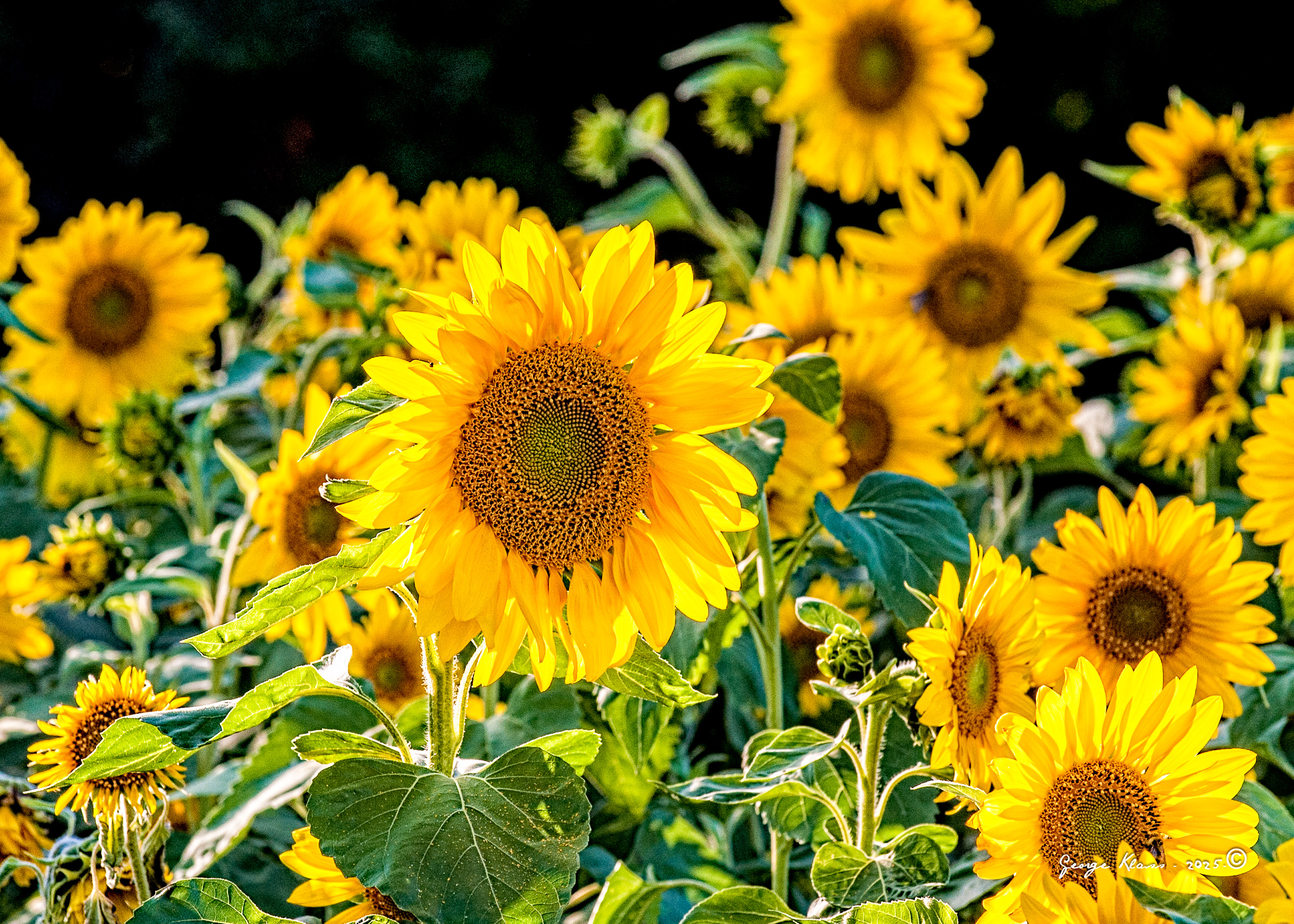Featured Plant: The Sunflower - North Shore Gardening Life